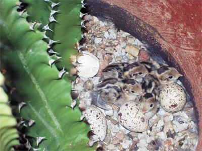 baby quail